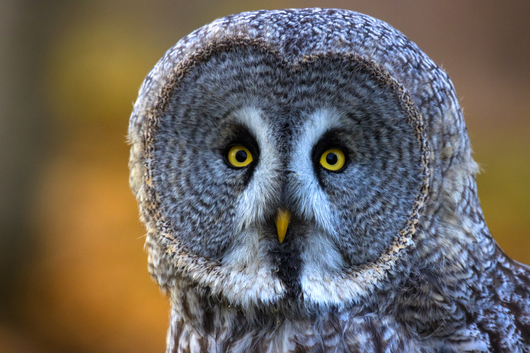 Pelėdyte. Nuotrauka - Vitalij Gulbickij.