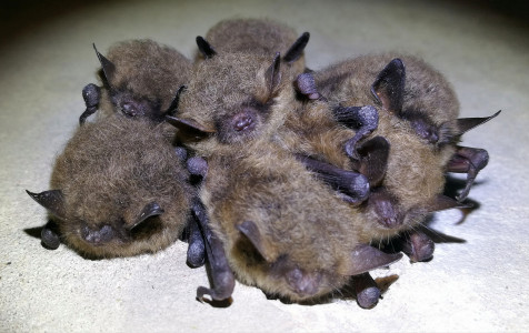 vandeniniai peleausiai_Mindaugo Kirstuko foto.jpg