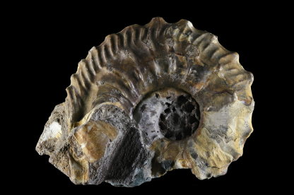 Paleo Paroda CLIP.png