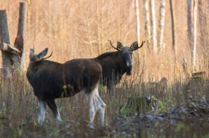 Briedziai_V. Stirkės foto.jpeg
