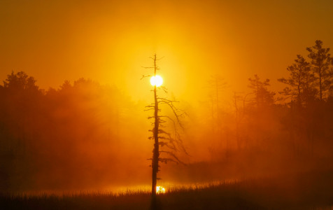 Pelke 1_R. Kilinksaites foto.JPG