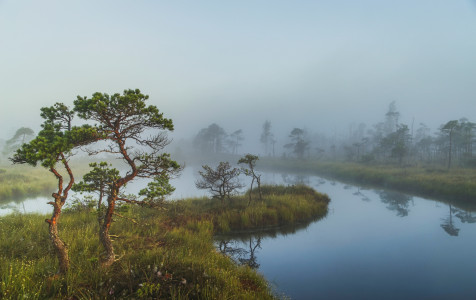Pelke 5_R. Kilinksaites foto.JPG