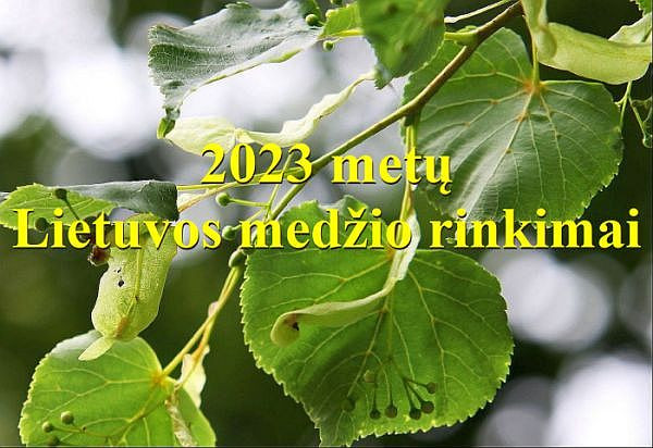 Lietuvos medzio rinkimai_2023.jpg