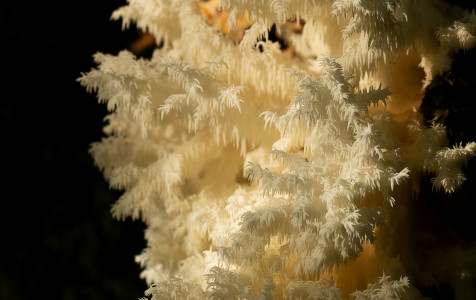 Koraliskasis tropiadyglis.jpg