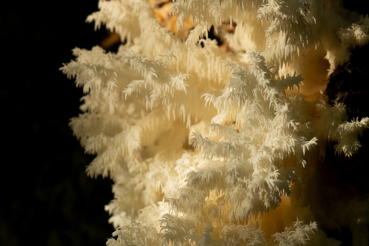 Koraliskasis tropiadyglis.jpg