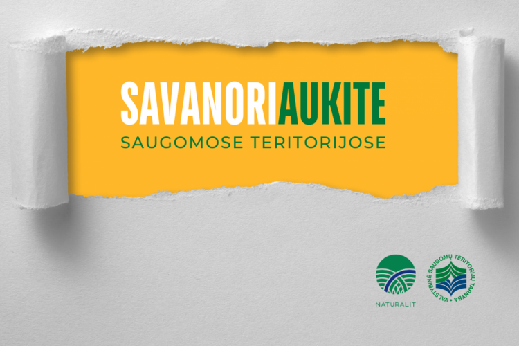 Savanoriaukite.png