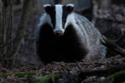 Barsukas. Eglės Sukackienės nuotrauka..jpg