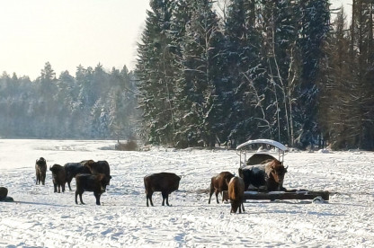 Stegaliu stumbrynas_1.jpg