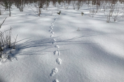 Pėdsakai žiemą_Viešvilės rez.jpg