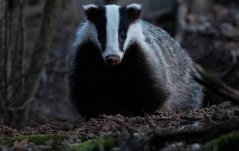Barsukas. Eglės Sukackienės nuotrauka..jpg
