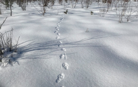Pėdsakai žiemą_Viešvilės rez.jpg