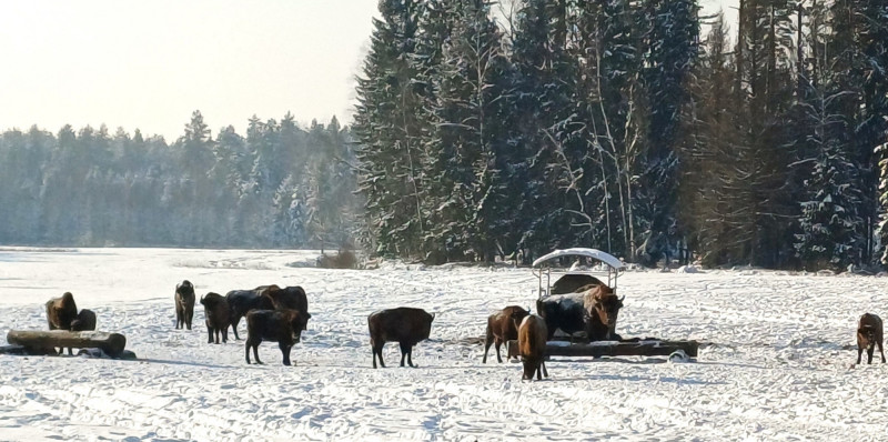 Stegaliu stumbrynas_1.jpg