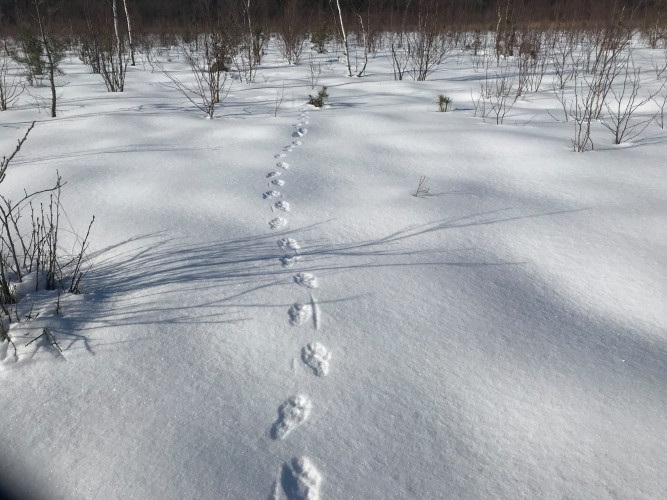 Pėdsakai žiemą_Viešvilės rez.jpg