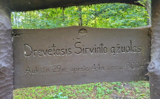 2_Drevetaisis_Sirvinto_azuolas_STENDAS_2022_09_16.jpg
