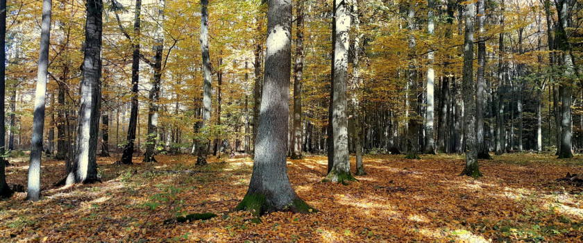 Nuotrauka R. Vabuolas.jpg